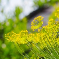 ディル（イノンド）の育て方｜栽培のコツは？どんな効能がある？の画像