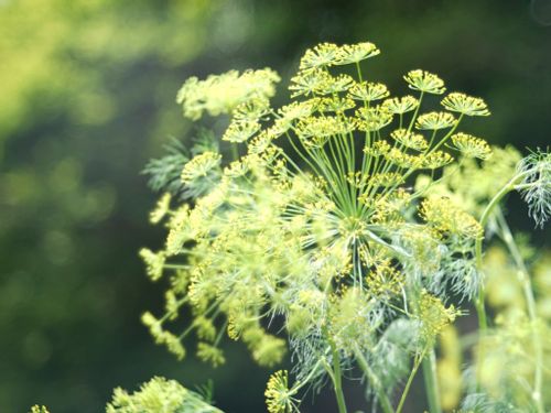 ハーブの種類31選 花が咲くのは 庭植え向きなのは 料理に使えるのは Greensnap グリーンスナップ