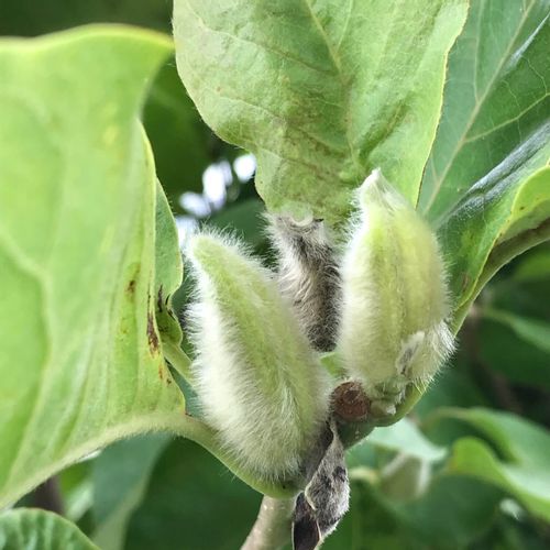 白木蓮 ハクモクレン の育て方 植え付けや剪定の時期や方法は Greensnap グリーンスナップ 白木蓮 ハクモクレン の育て方 植え付けや剪定の時期や方法は Greensnap グリーンスナップ
