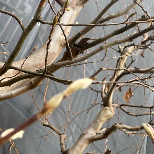 白木蓮 ハクモクレン の育て方 植え付けや剪定の時期や方法は Greensnap グリーンスナップ