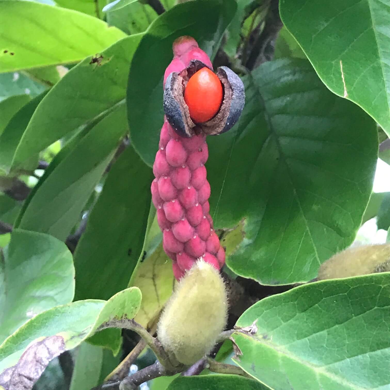 白木蓮 ハクモクレン の育て方 植え付けや剪定の時期や方法は Greensnap グリーンスナップ