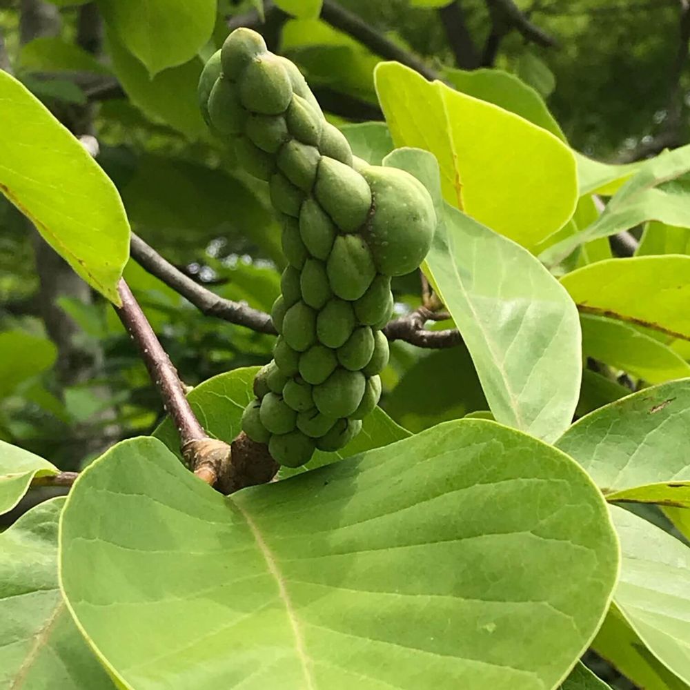 ハクモクレンの実