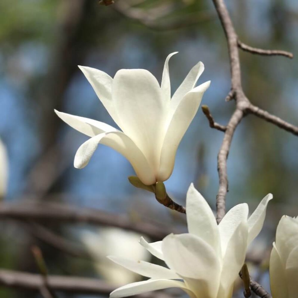 ハクモクレンの花