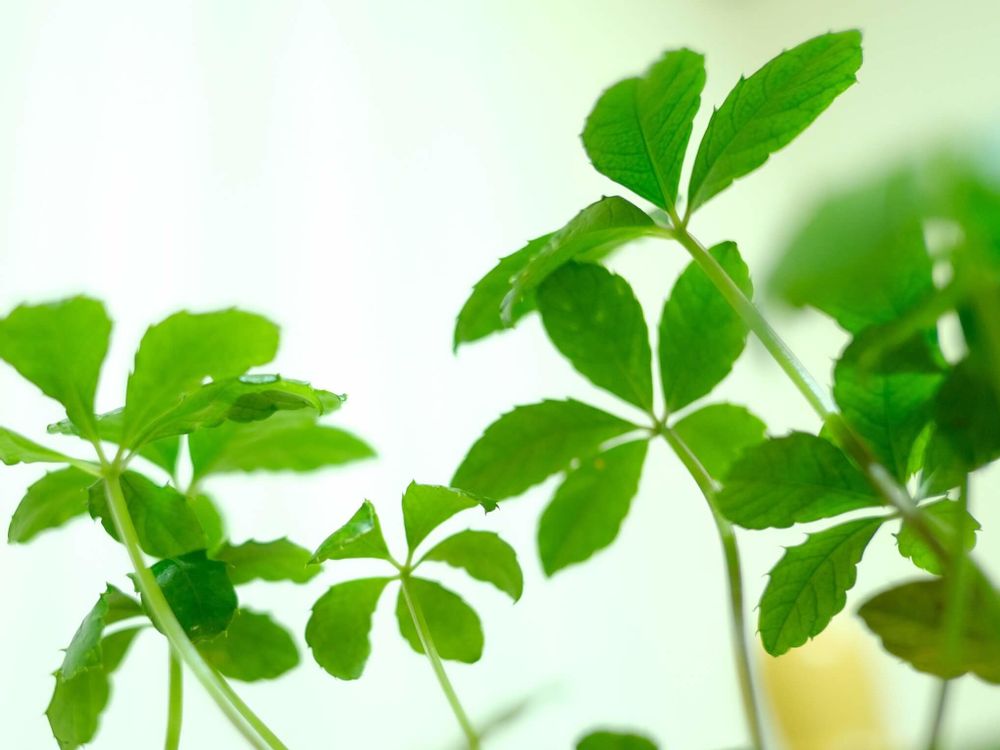 シュガーバイン　葉