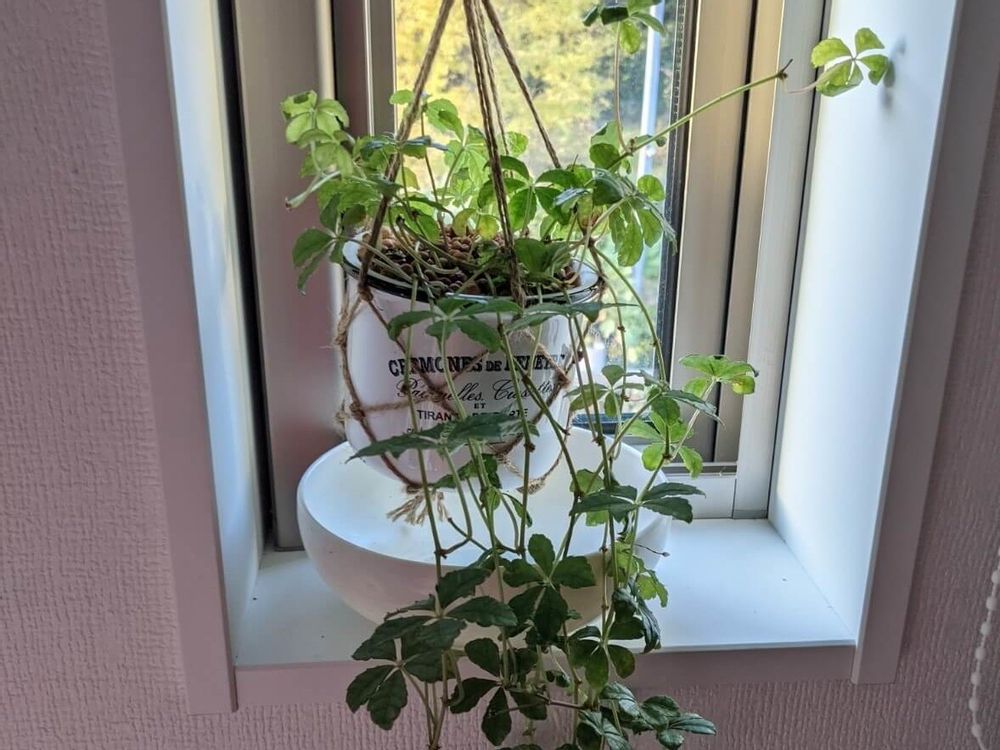 シュガーバイン　窓際