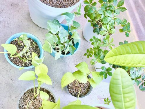 シュガーバインの育て方 植え替えの時期や挿し木での増やし方は Greensnap グリーンスナップ