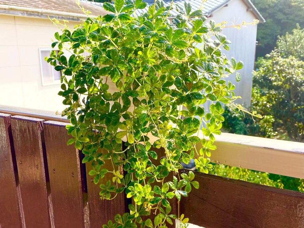 シュガーバイン　鉢植え　ベランダ