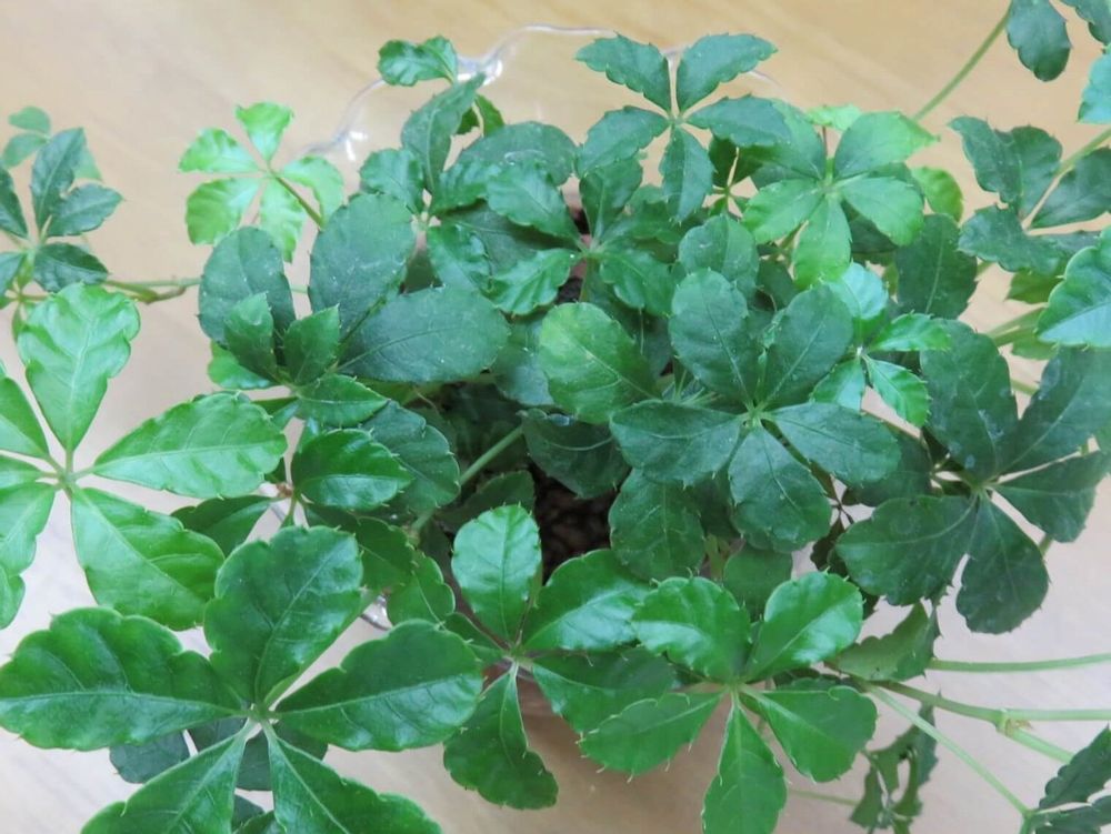 シュガーバイン　鉢植え　葉