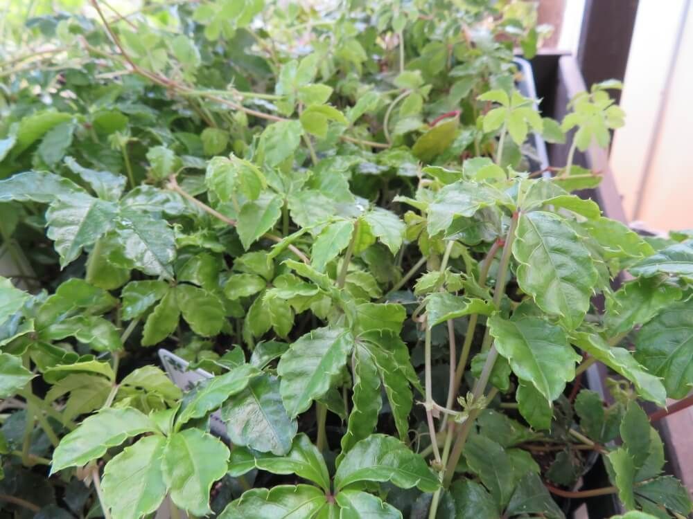 シュガーバイン　プランター　葉