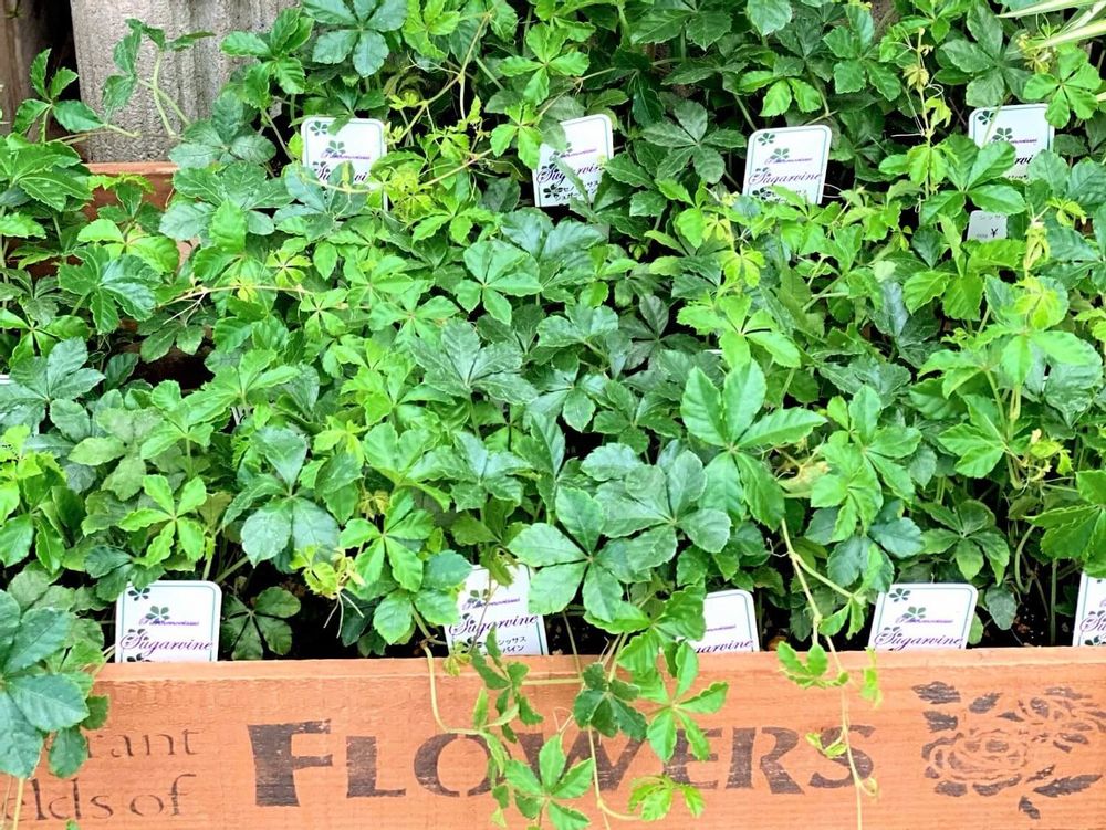 シュガーバイン　株　葉