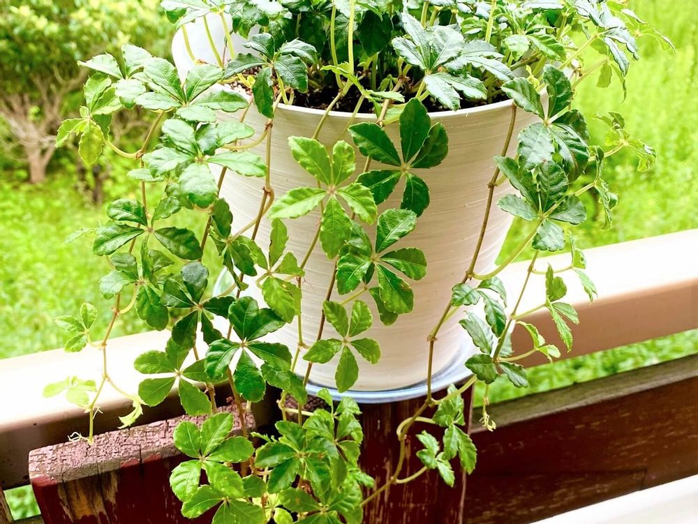 シュガーバイン　鉢植え　ベランダ