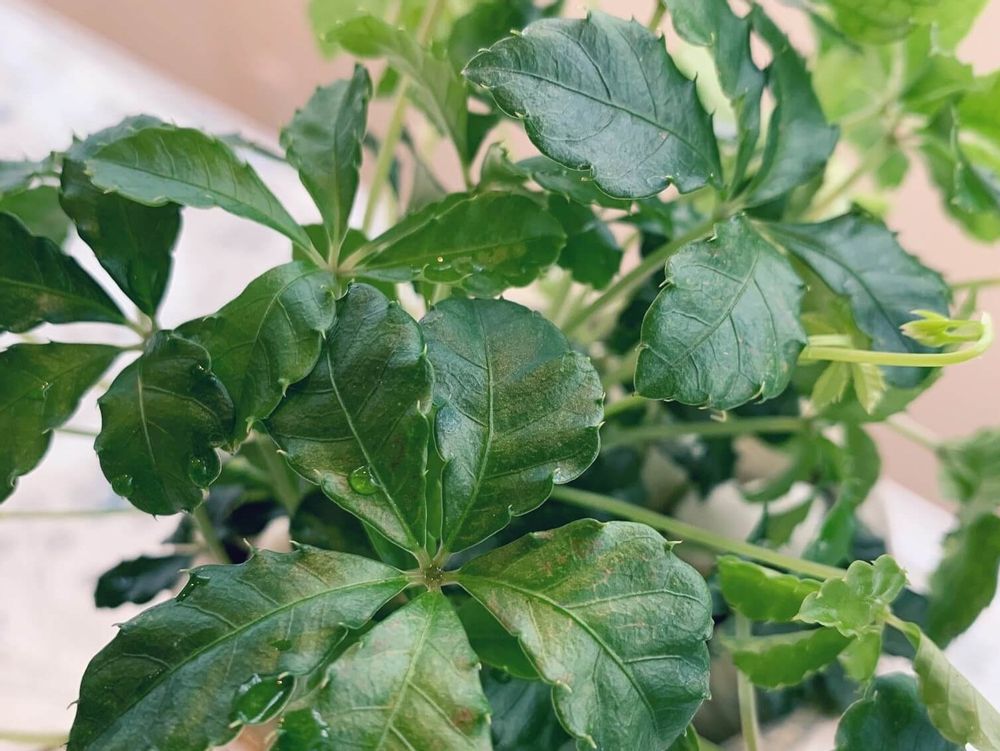 シュガーバイン