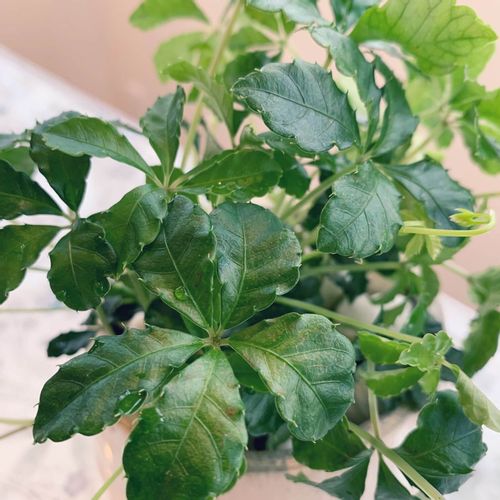 シュガーバインの育て方 植え替えの時期や挿し木での増やし方は Greensnap グリーンスナップ