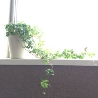 シュガーバインの育て方｜植え替えの時期や挿し木での増やし方は？の画像
