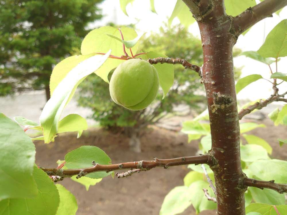 杏 の 苗木