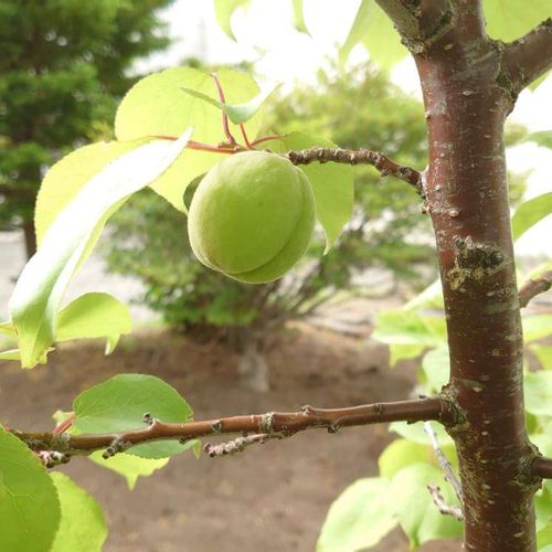 杏 アンズ の育て方 苗木の植え付けや剪定方法は 接ぎ木での増やし方は Greensnap グリーンスナップ