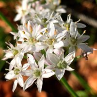 ニラの育て方｜日陰やプランター栽培もできる？種まきや収穫の時期は？の画像
