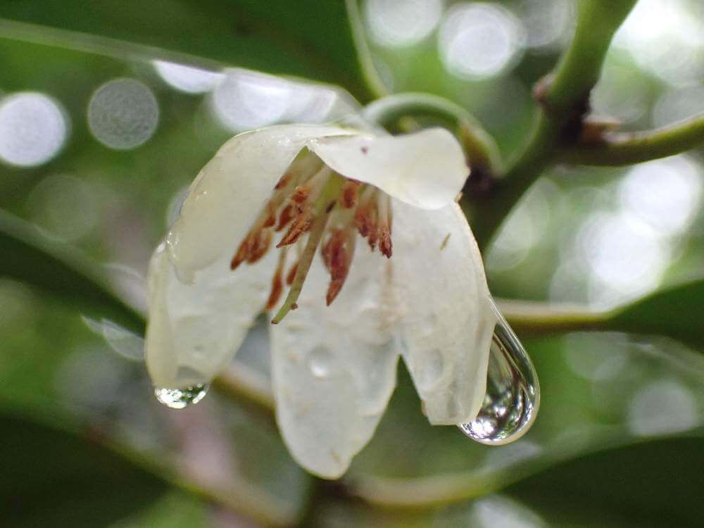 榊