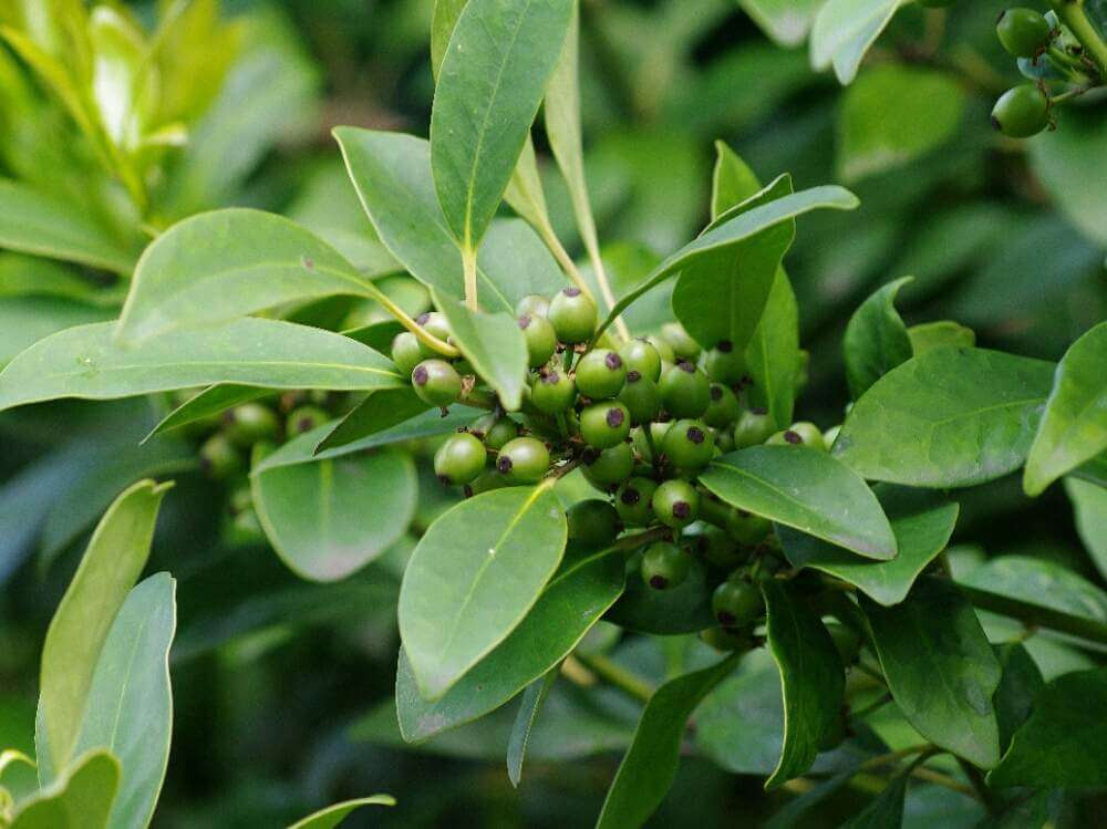 クロガネモチの木の育て方 植え付けや剪定の方法は 花や実はいつなるの Greensnap グリーンスナップ