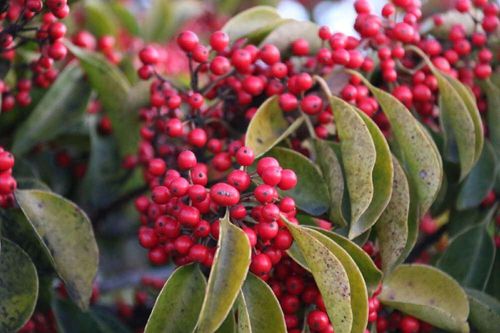 クロガネモチの木の育て方 植え付けや剪定の方法は 花や実はいつなるの Greensnap グリーンスナップ クロガネモチの木の育て方 植え付けや剪定の方法は 花や実はいつなるの Greensnap グリーンスナップ