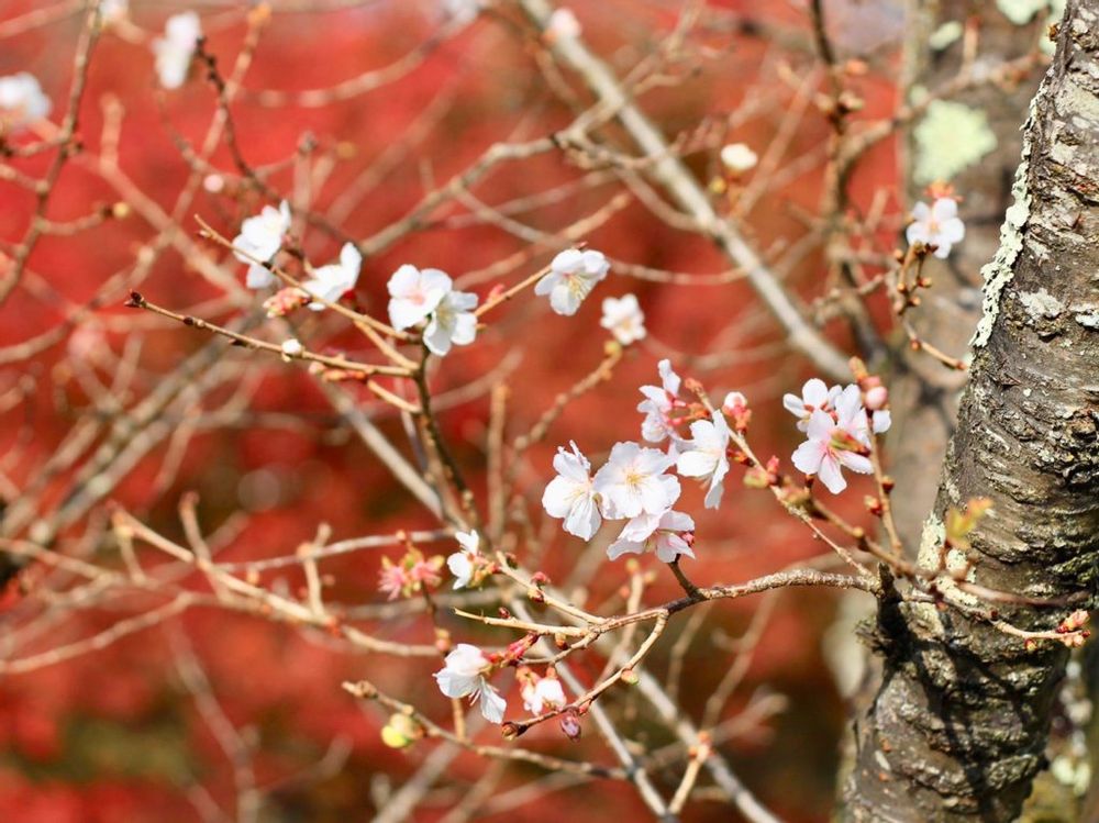 桜山公園　冬桜