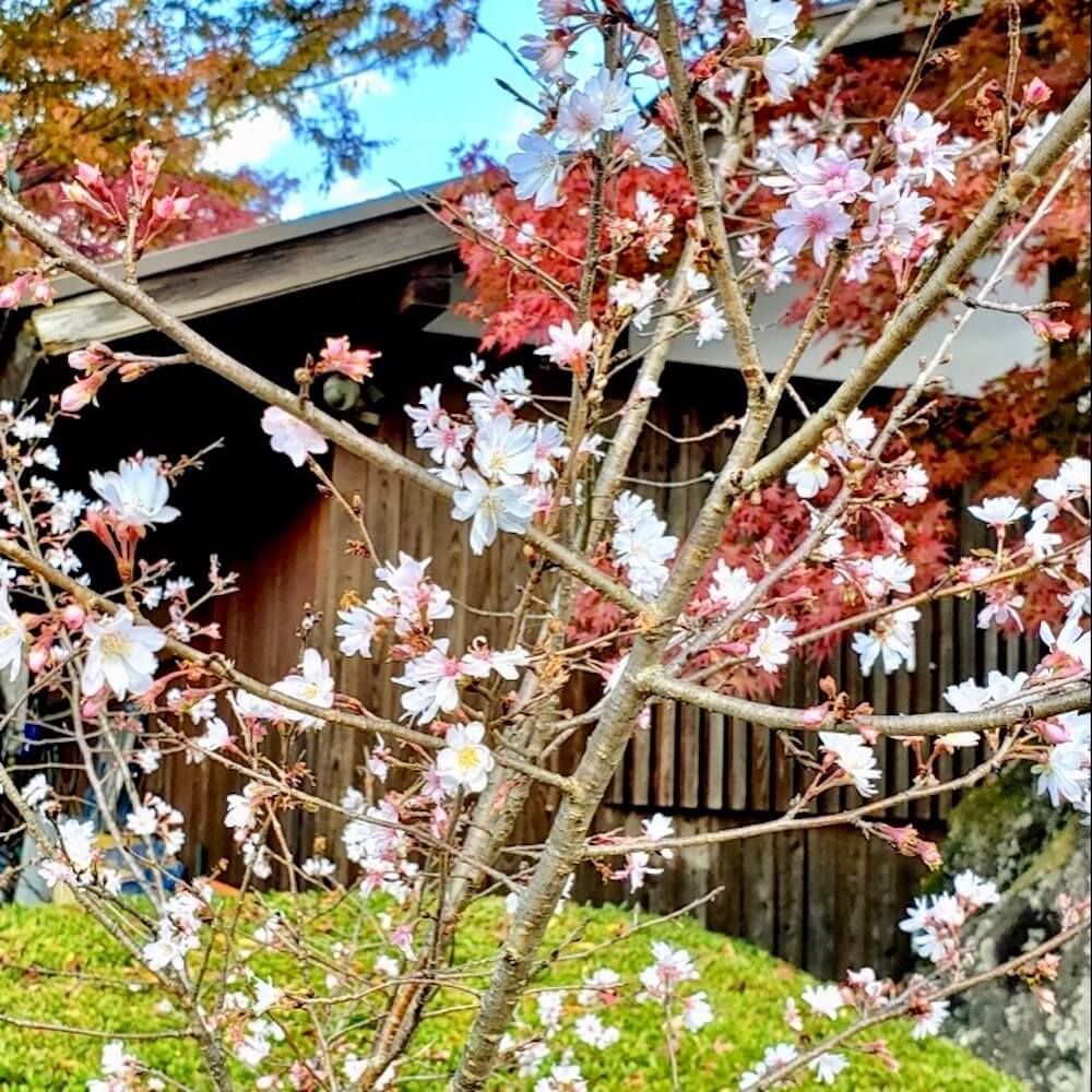 桜山公園　冬桜　群馬