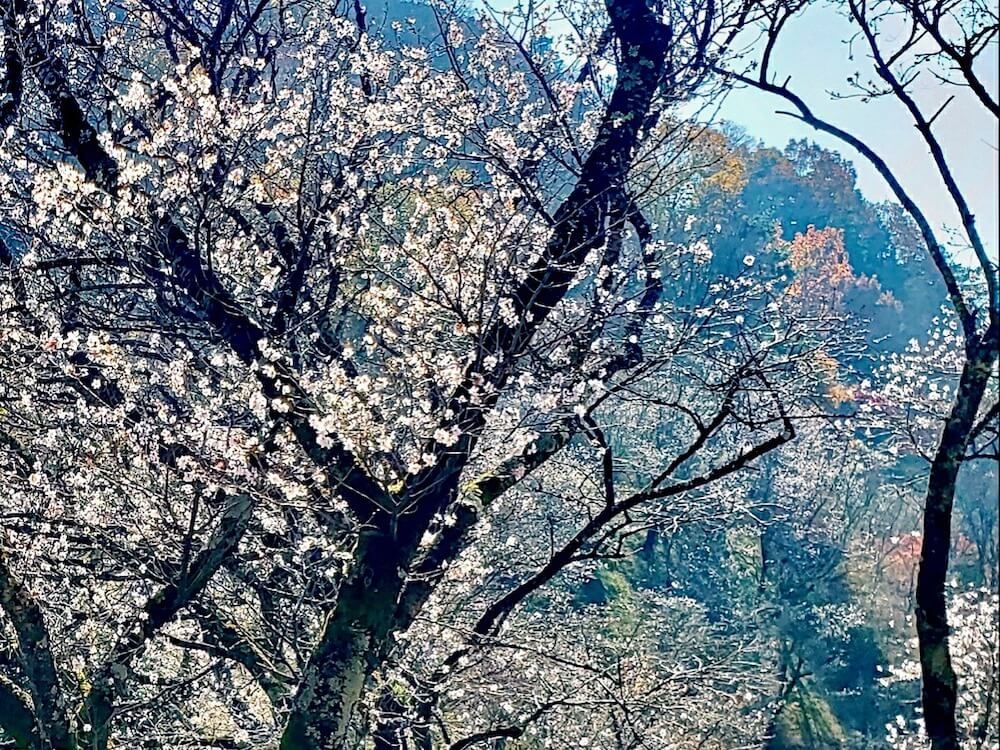 桜山公園　冬桜　群馬