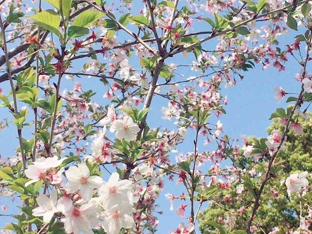 桜の木　葉　毛虫