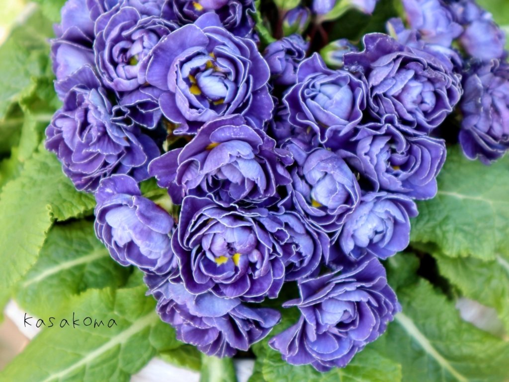 プリムラ ベラリーナ ‘デルフトブルー’