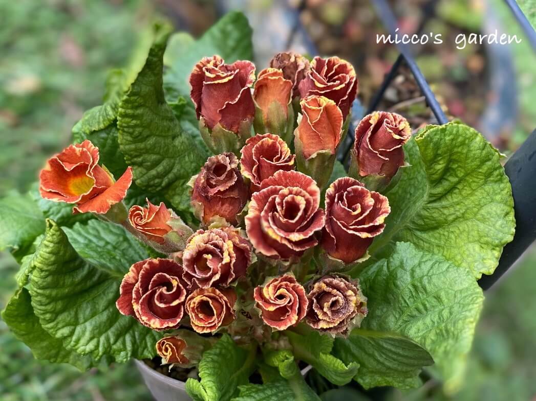 プリムラの花言葉 種類ごとの特徴は 人気品種6選 バラ咲き品種もある Greensnap グリーンスナップ