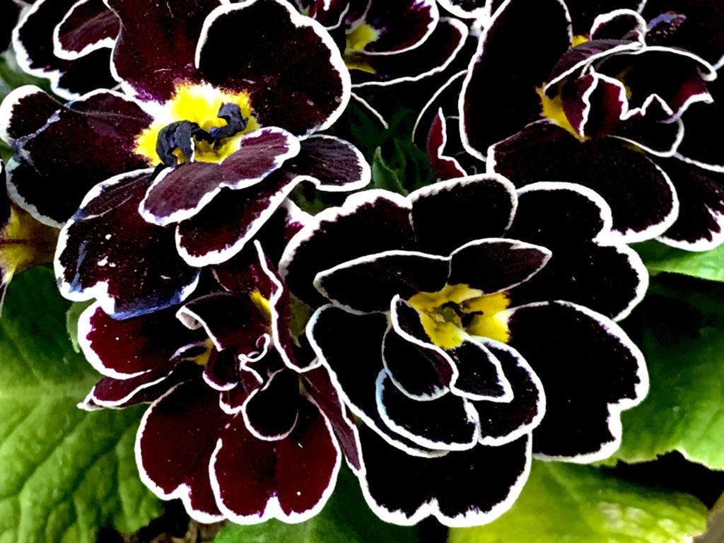 プリムラ・ジュリアン ロイヤルパープルエッジ 八重咲き