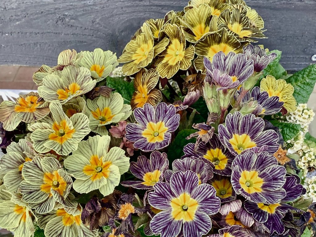 プリムラ・ジュリアン