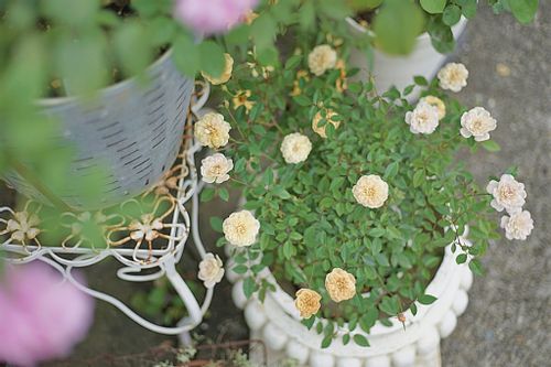 ミニバラの挿し木 時期や方法は 発根に失敗しないコツは Greensnap グリーンスナップ