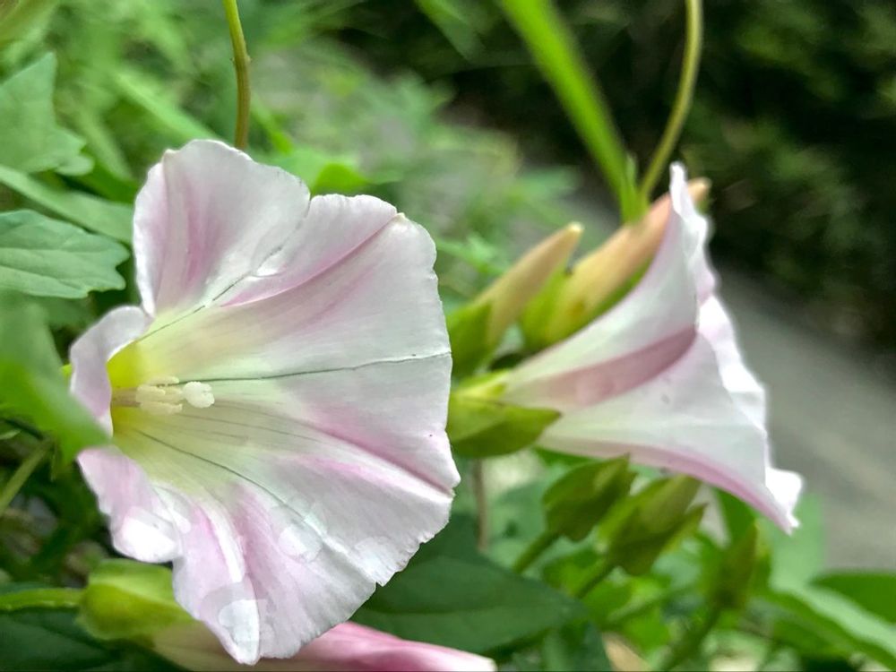 ヒルガオ