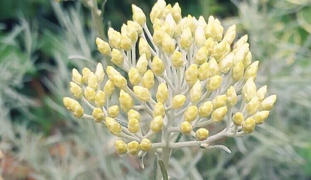 カレープラント