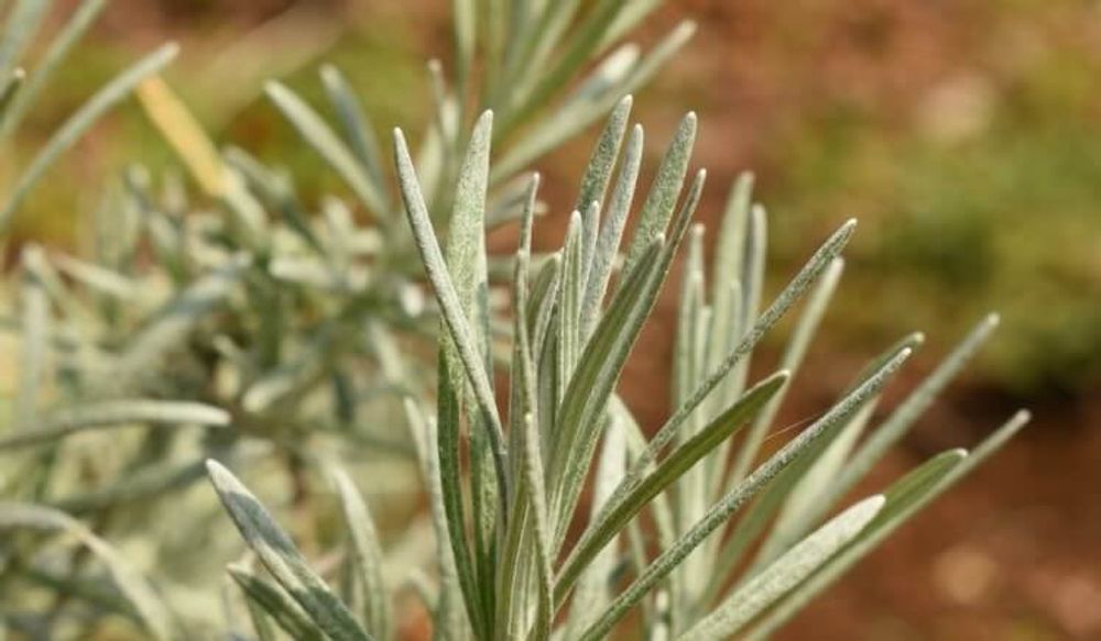 カレープラント