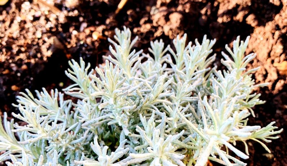 カレープラント