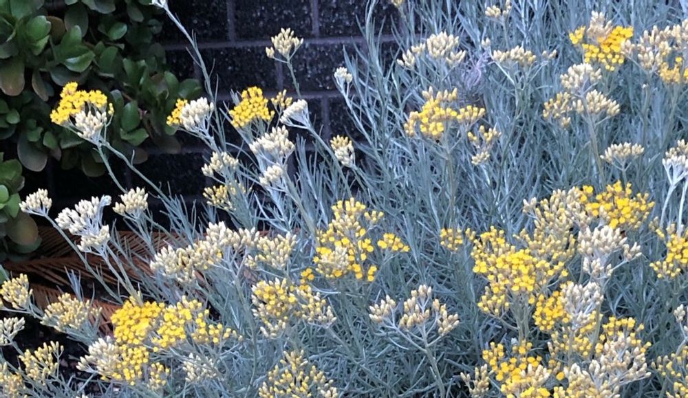 カレープラント