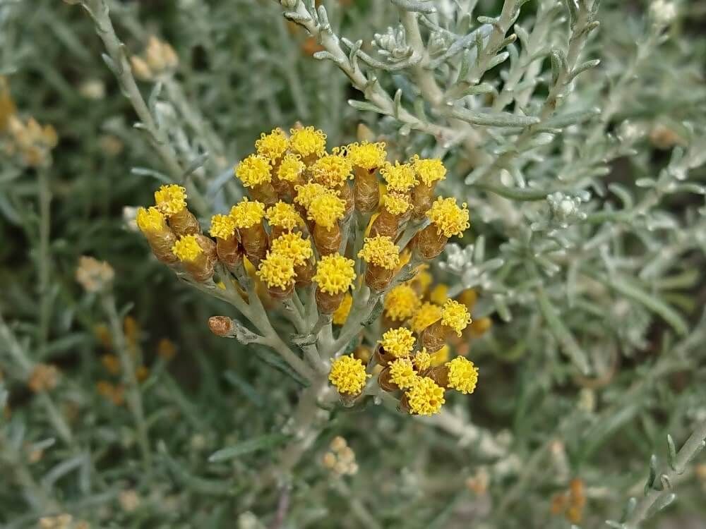 カレープラント