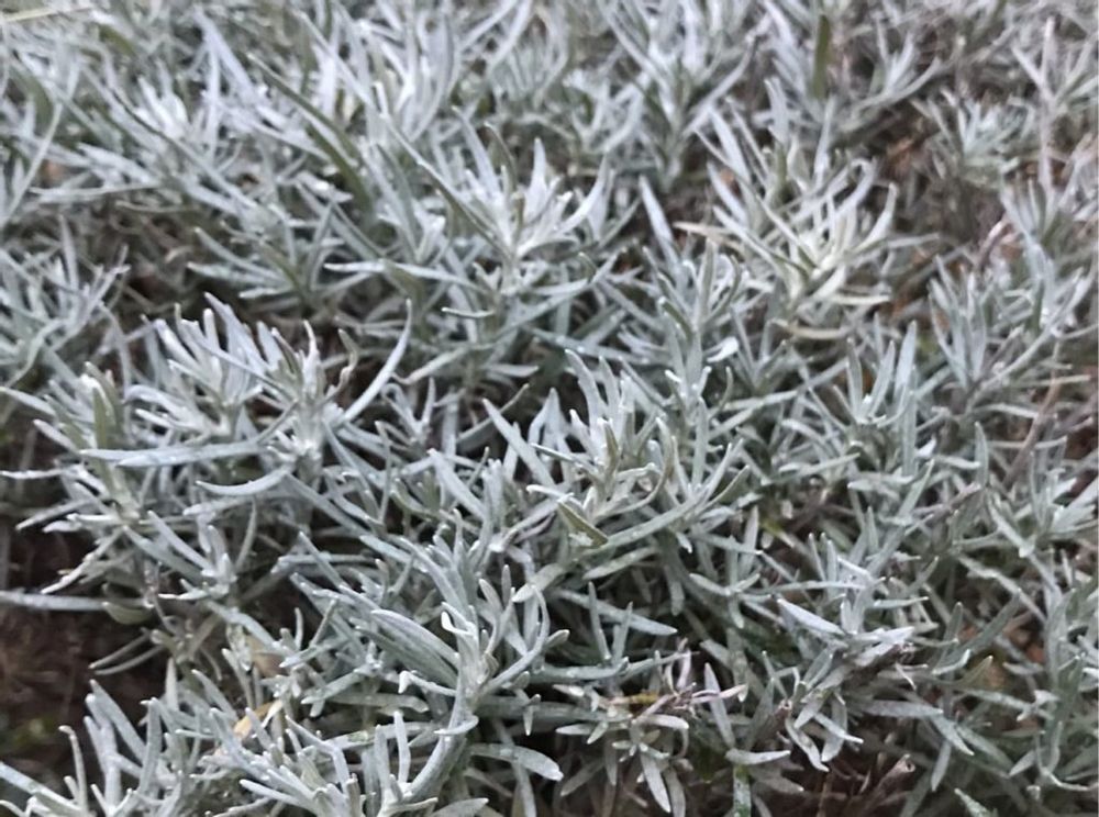 カレープラント