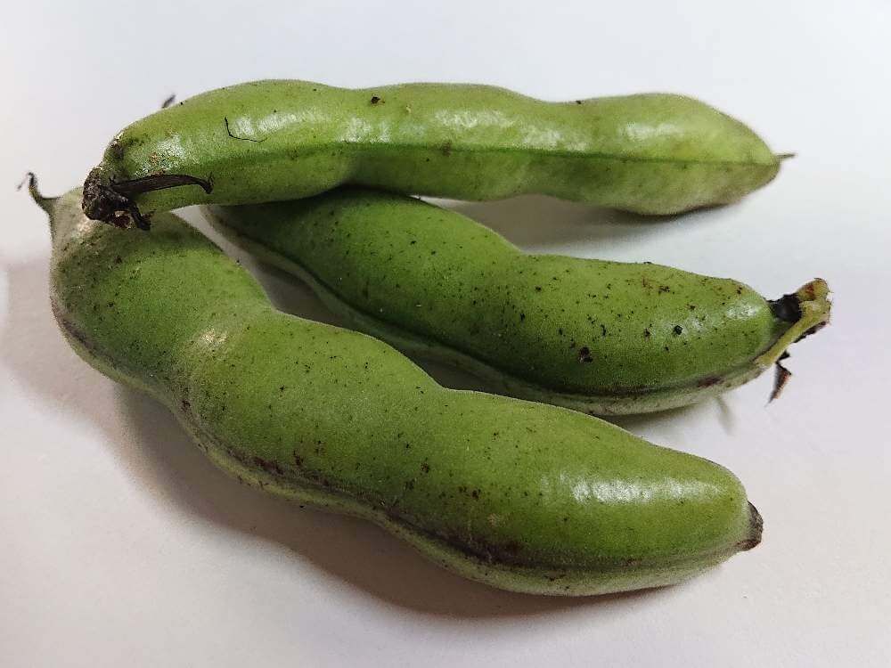 ソラマメ