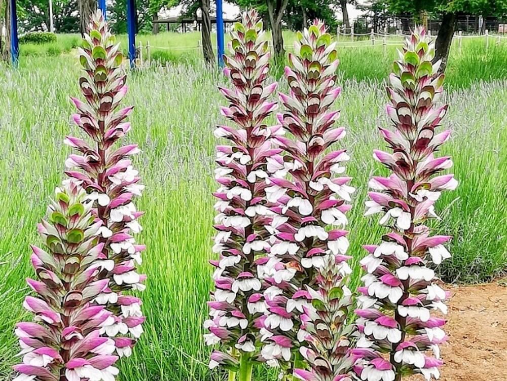 <a href="https://greensnap.jp/post/9366795" target="_blank">Photo by ひーさん@GreenSnap</a>