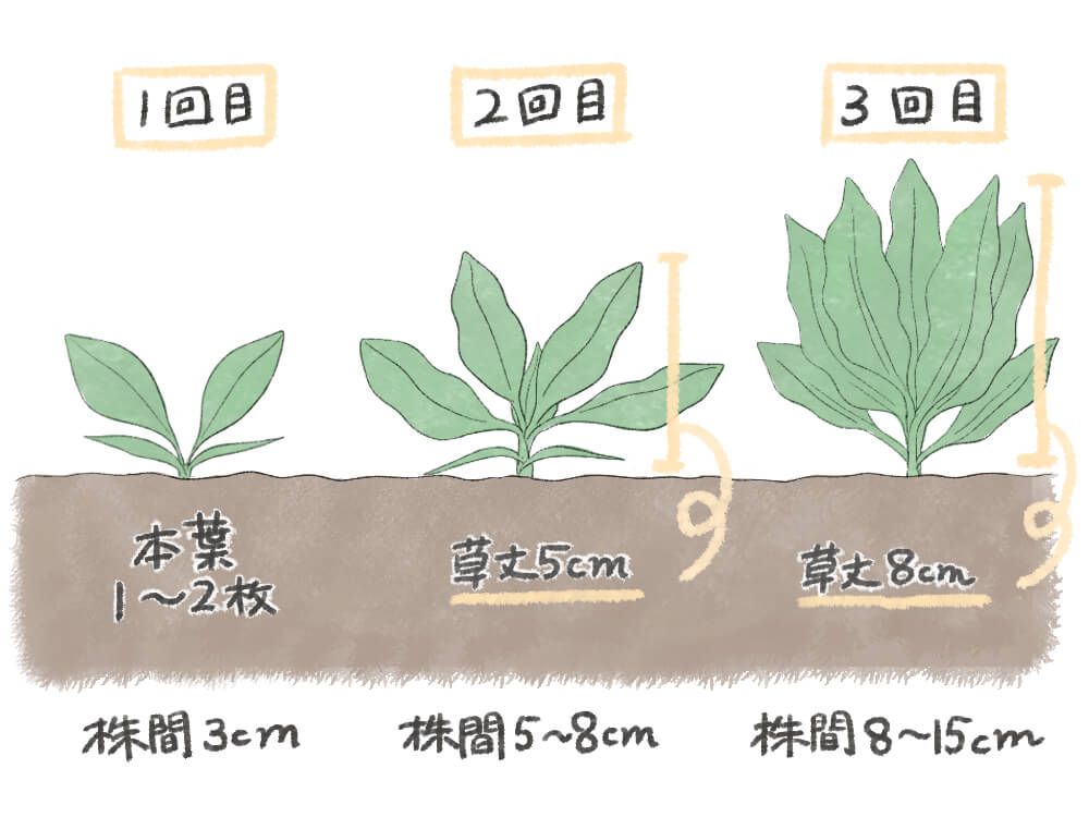 イラスト:ほうれん草の間引きのやり方