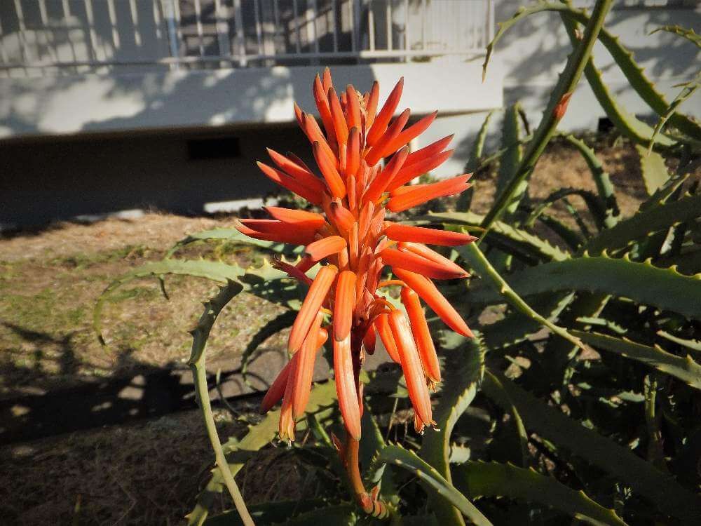 アロエ　赤い花　地植え