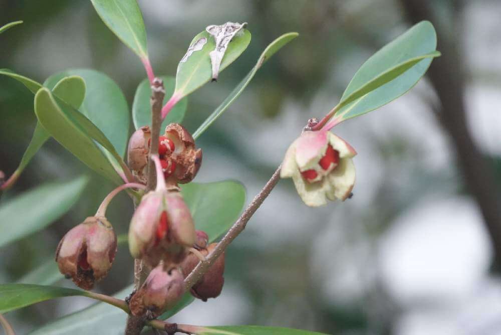 モッコクの育て方 植え付けや剪定 実のなる時期は Greensnap グリーンスナップ