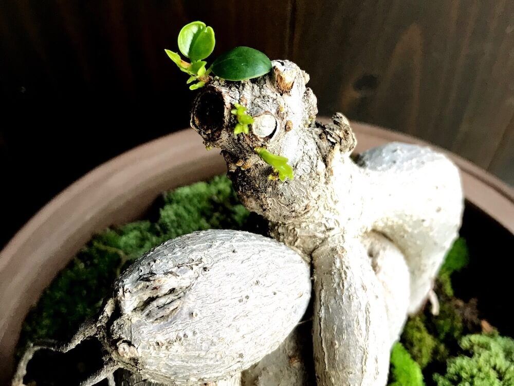写真：丸坊主のガジュマルから新芽が出ている様子
