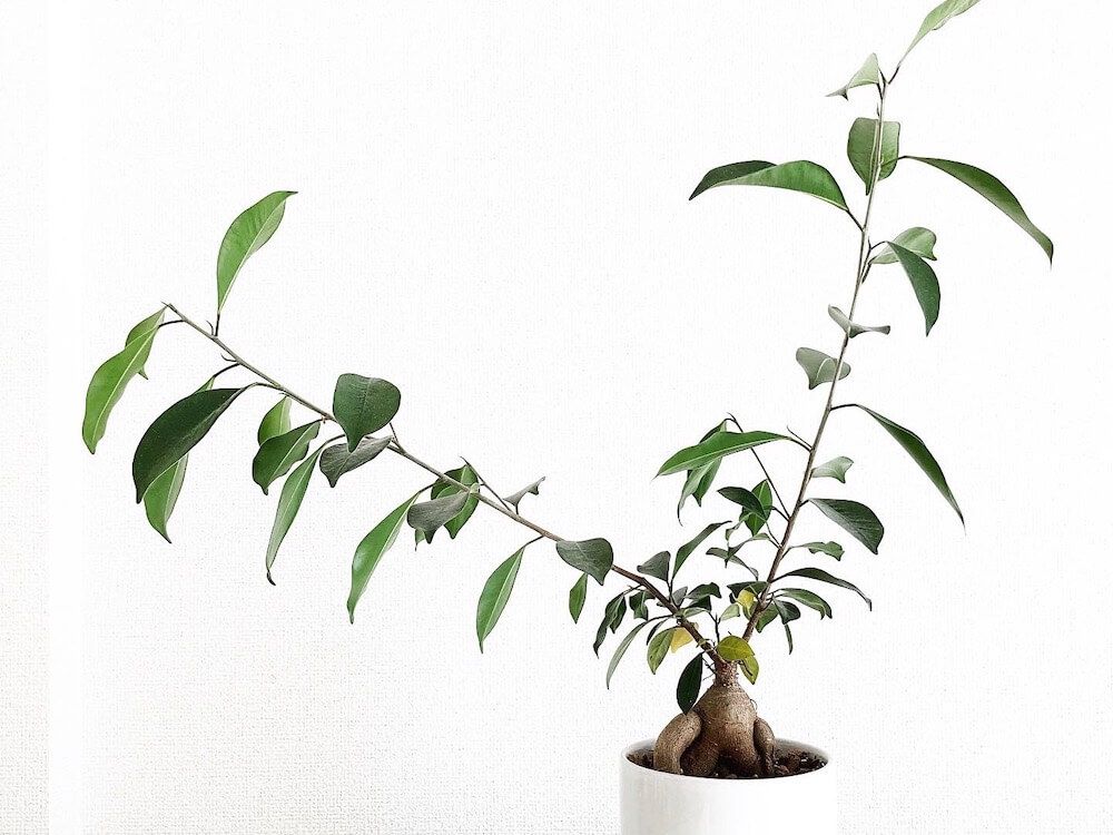 写真：徒長したガジュマル 