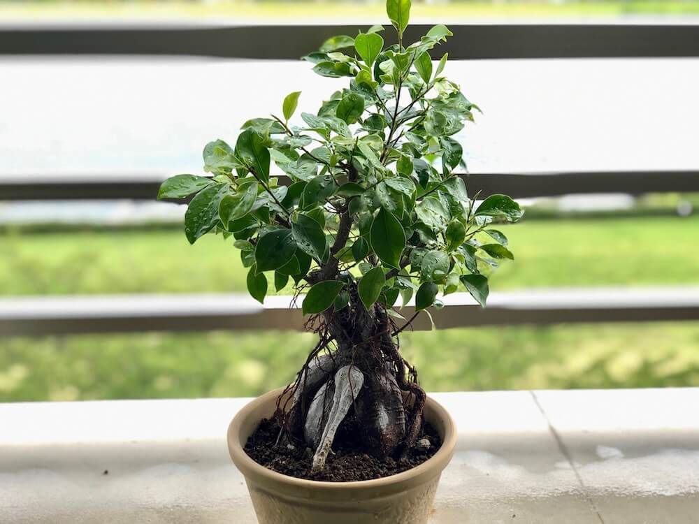 葉が密に茂ったガジュマル