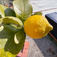 レモンの木が病気になる原因は？害虫の被害や予防、対策は？の画像