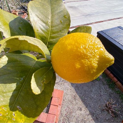 レモンの木が病気になる原因は 害虫の被害や予防 対策は Greensnap グリーンスナップ